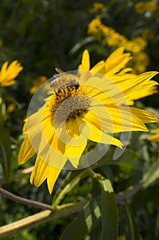 Honey bee on a large yellow daisy with dark green leafy garden background