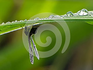 Insecta hidding below the leaves alone survive photo