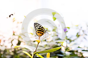 The Insectarium in New Orleans