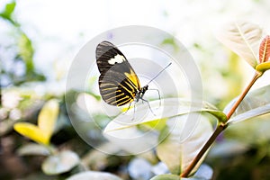 The Insectarium in New Orleans