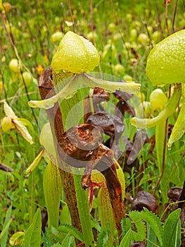 Insectivore Pitcher Plant