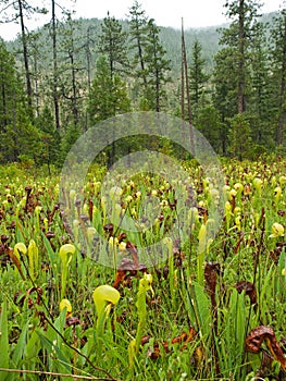 Insectivore Pitcher Plant