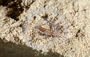 Insectivore Scutigera coleoptrata photo