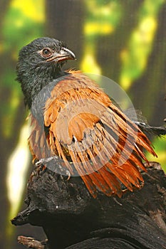 An insectivorous bird is perched on dry wood.