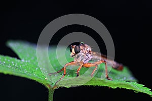 Insectivorous flies live on weeds