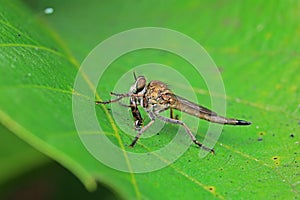 Insectivorous flies live on weeds