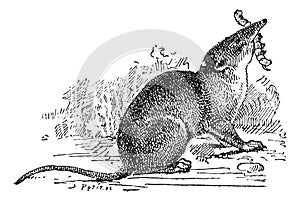 Insectivorous Mammal, vintage engraving