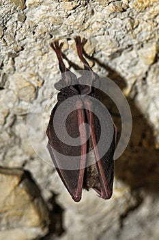 insectivorous nocturnal bat sleeps hanging on a Macedonian tomb waiting for night to hunt