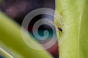 The insectivorous plant common butterwort Pinguicula vulgaris with dead insect