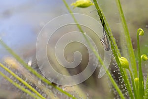 The insectivorous plant common sundew with dead insect