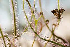 Insectivorous plant Drosera close up