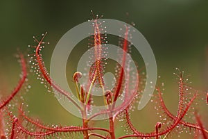 Insectivorous plant Drosera close up showing its sticky drops to