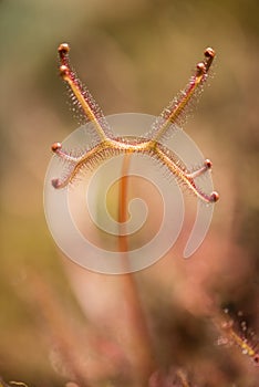 The insectivorous plant Drosera sundew