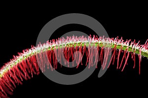 Insectivorous plant isolated-shallow DOF