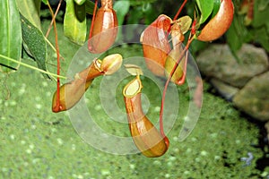 Insectivorous plant nepenthes