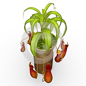 Insectivorous plants