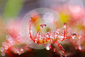 Insectivorous plants `Drosera burmannii` colorful plant in Phu Kradueng National Park, Thailand.