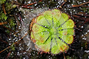 Insectivorous plants `Drosera burmannii` colorful plant in Phu Kradueng National Park, Thailand.