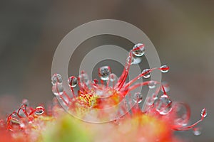 Insectivorous plants `Drosera burmannii` colorful plant in Phu Kradueng National Park, Thailand.