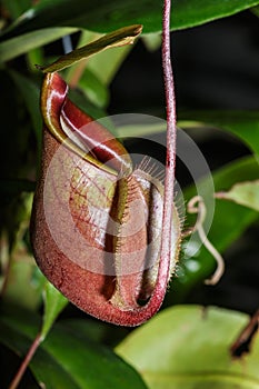 Insectivorous plants Nepenthes Ampullaria