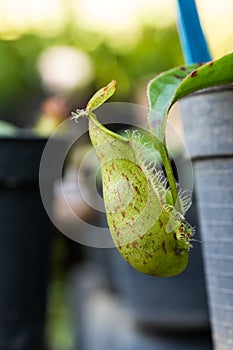 Insectivorous plants Nepenthes Ampullaria