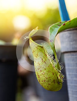 Insectivorous plants Nepenthes Ampullaria