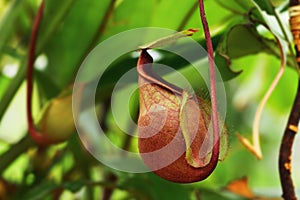 Insectivorous plants Nepenthes Ampullaria