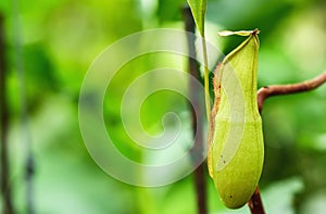 Insectivorous plants Nepenthes Ampullaria on nature backgroun