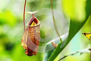 Insectivorous plants Nepenthes Ampullaria on nature backgroun