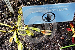 Insectivorous plants Oxford University Botanic Garden