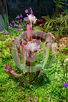 Insectivorous plants Sarracenia rubra in plant terrarium