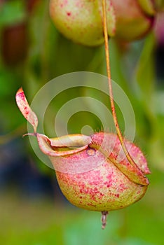 Insectivorous predatory Nepenthes plant pitcher close-up