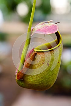 Insectivorous predatory Nepenthes plant pitcher close-up