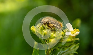 Insecto Oxythyrea funesta Scarabaeidae photo