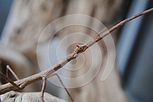 Insecto palo adulto photo