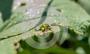 Insecto verde colores photo