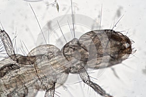 Insectophobia, larva Orthocladiinae of the mosquito family Chironomidae by microscope. Microscopic freshwater insect monster