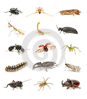 Insects