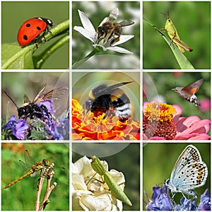 Insects