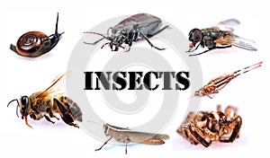 Insects