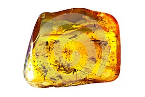 Insects In Amber.