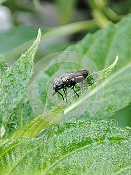 insects or arthropoda on the green leaves