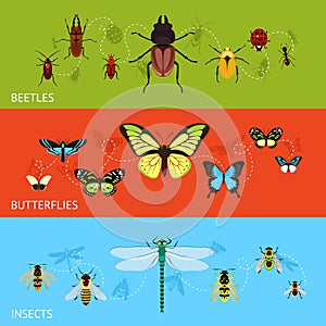 Insects banner set