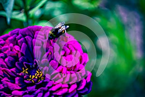 Insects on beautiful flowers in the garden in summer