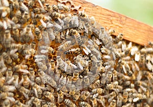 Insects bee with queen bee working