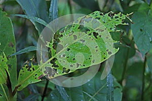 Insects bite leaf.