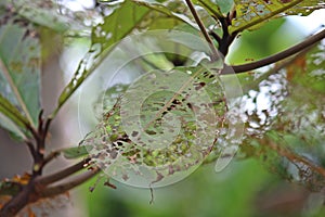 Insects bite leaf.