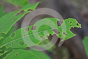 Insects bite leaf.