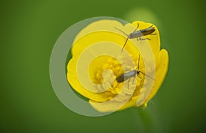 Insects on a blooming flower