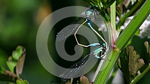 Insects - Blue-tailed Damselfly, Ischnura elegans